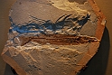 I Fossili di Bolca_36